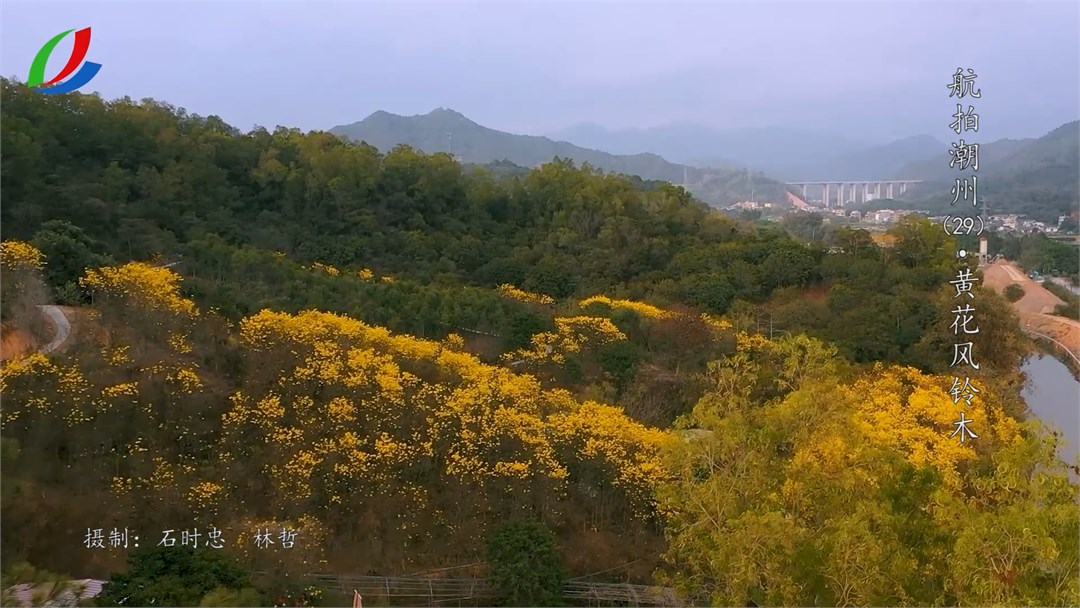 第29期黄花风铃木（台标）