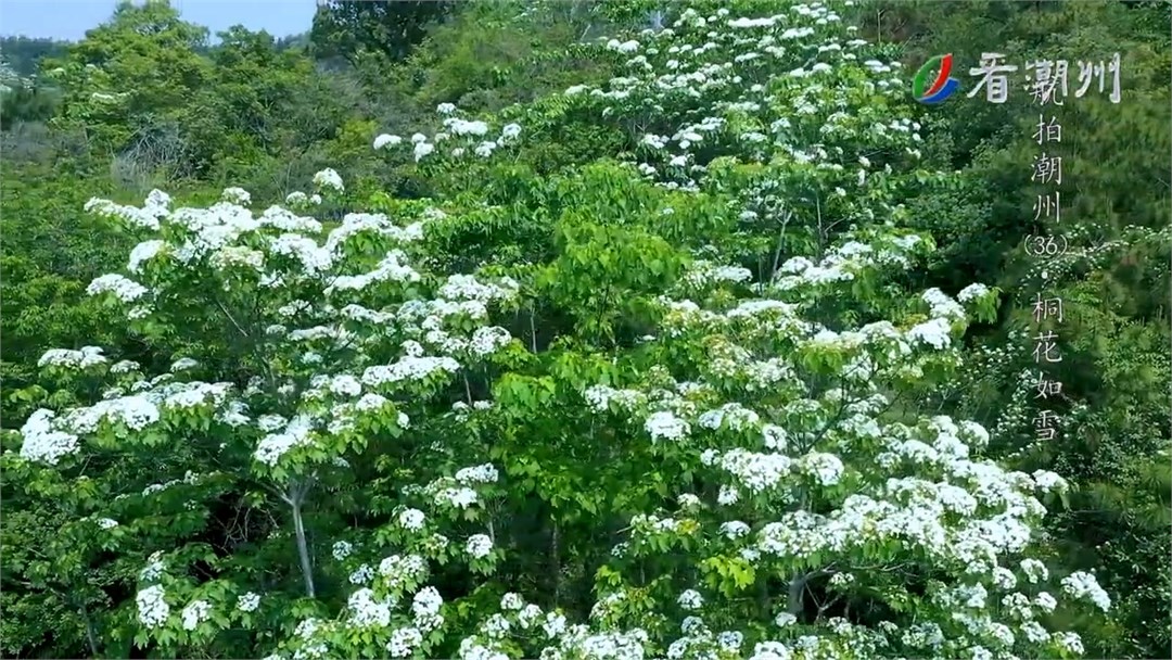 第36集桐花如雪