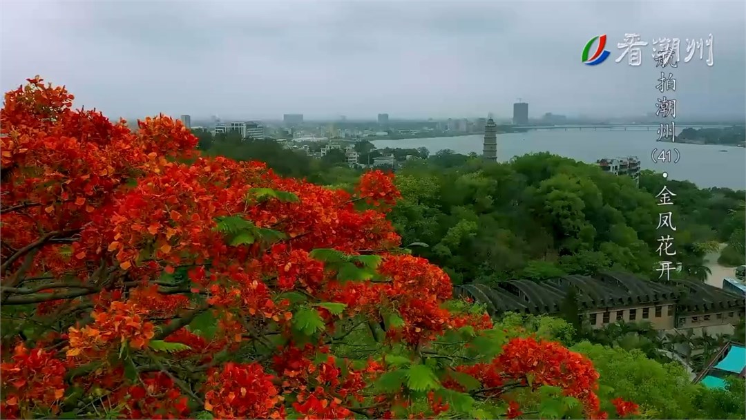 第41集金凤花开