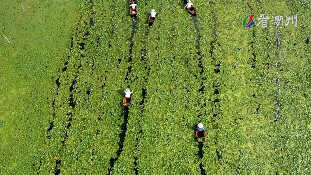 第43集夏日采菱