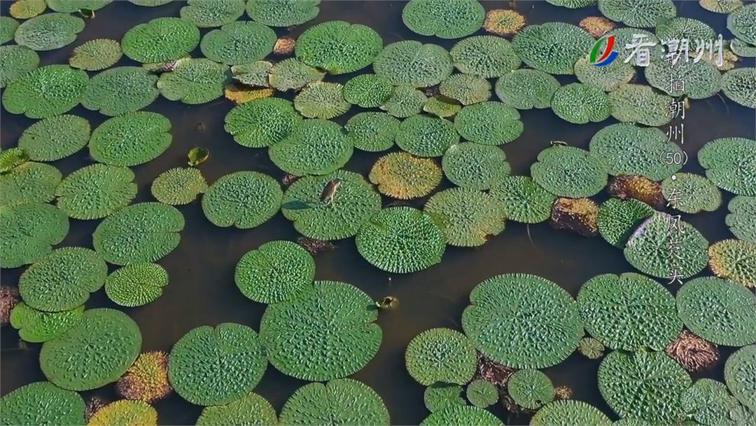 第50集东凤芡实