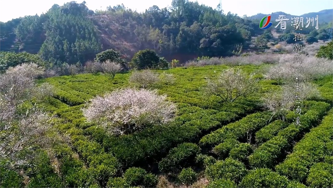 第73集生态汤溪