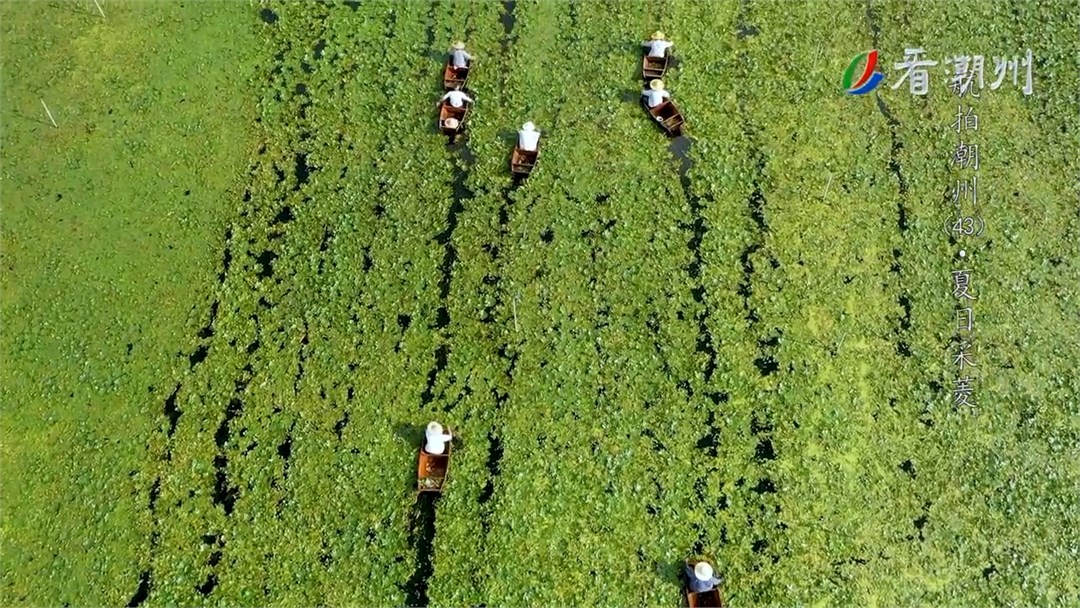 《航拍潮州》第43集 夏日采菱