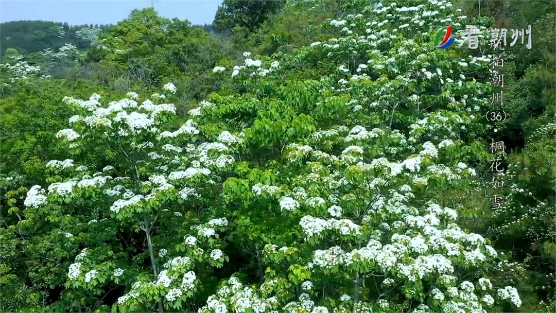 《航拍潮州》第36集 桐花如雪