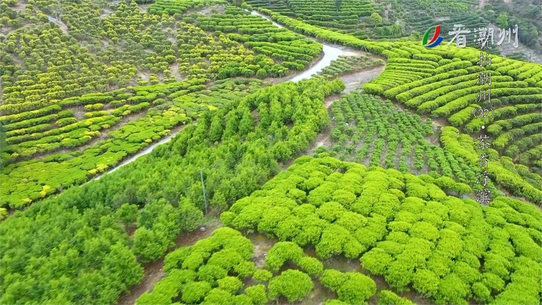 《航拍潮州》第32集 茶香浮滨