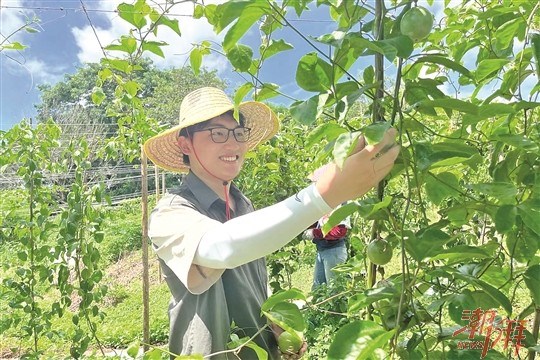 饶平县海山镇： 念好百香果产业“致富经” 做强做大海岛“土特产”