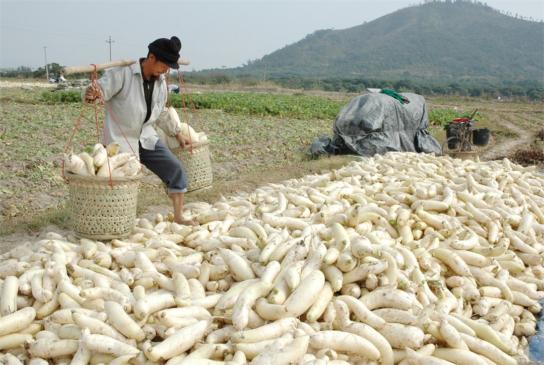 Radish