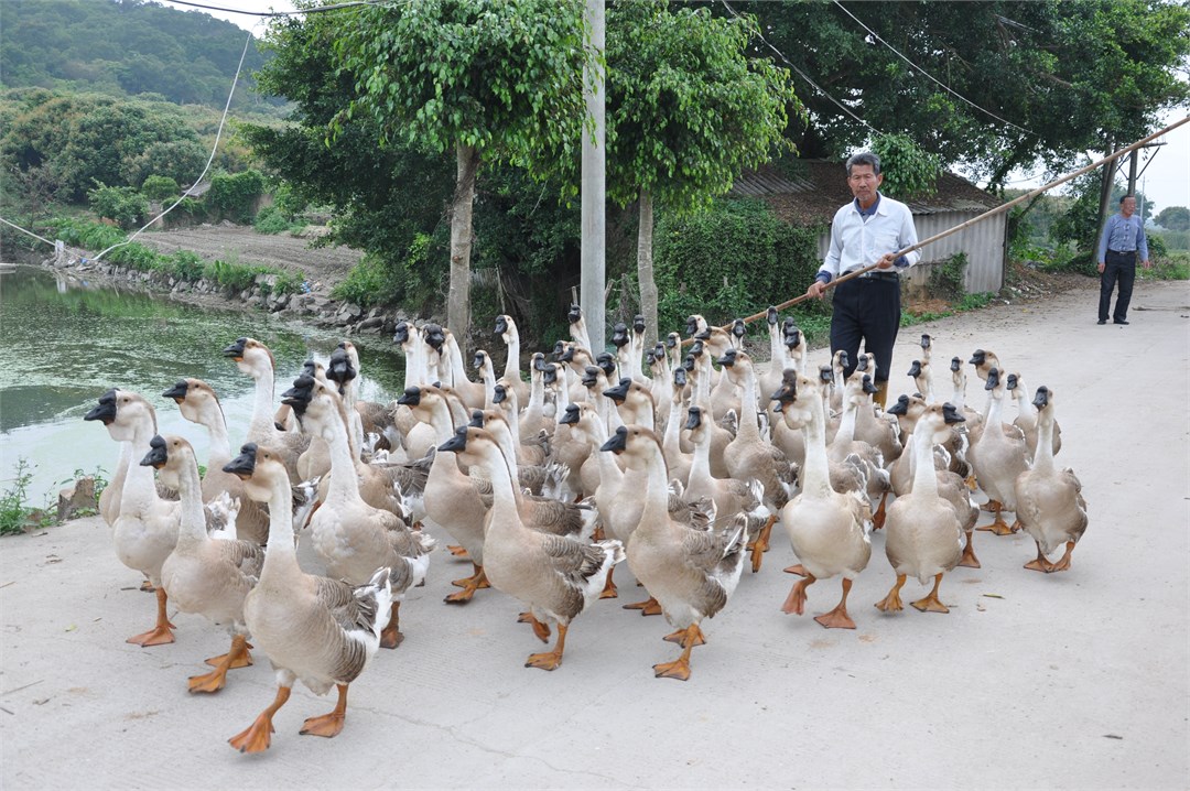 Lion-head goose