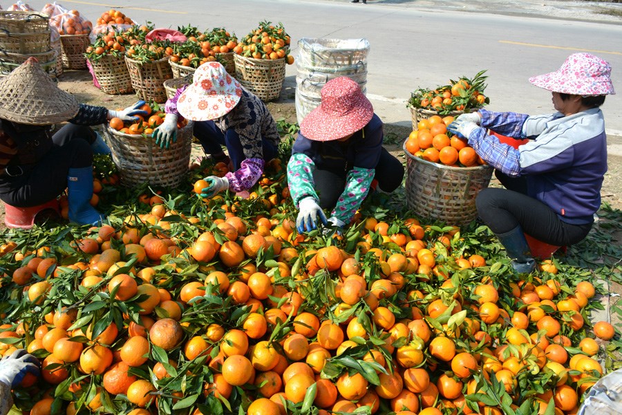 Chaozhou tangerine