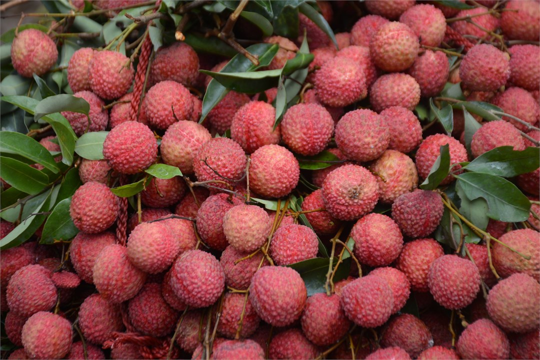 Lychee